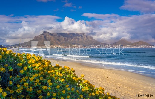 Picture of View of Table Mountain from Milnerton Beach with beautiful yellow flowers Cape Town South Africa 